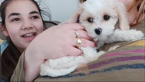 Yesterday after a long days training I got puppy cuddles with this gorgeous  girl