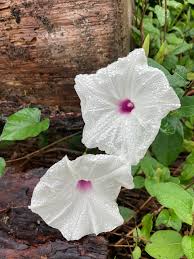 Image result for Ipomoea barteri