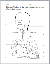 Learn what the respiratory system organs are in this article. Respiratory System Human Body