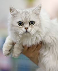 Some long hair cats in fact shed less than some short haired breeds. Asian Semi Longhair Wikipedia