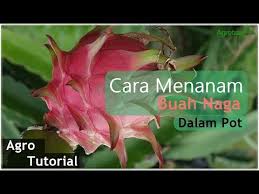 Cara Menanam Buah Naga Dalam Pot Berbuah Lebat Youtube