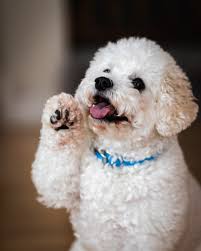 See more ideas about poodle puppy, poodle, puppies. Poodle Pictures Download Free Images On Unsplash