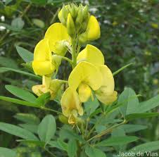 Image result for Crotalaria micans