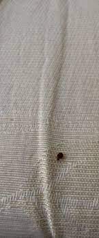 traitement punaises de lits extermination puces de lits sur lyon roanne et villeurbanne punaises de lit traitement punaises de lit puce de lit