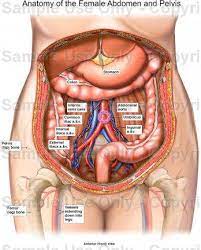 A collection of articles covering abdominal anatomy, including abdominal wall anatomy and abdominal cavity anatomy. Anatomy Of The Female Abdomen And Pelvis Cut Away View Healthiack