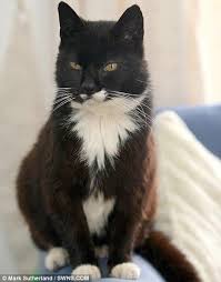 Mischief Is 27 My Gadget Is 19 2013 Creme Puff Cat Old Cats Cats And Kittens
