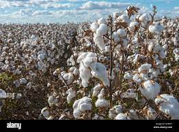 Cotton Field In Australia Stock Photo Alamy