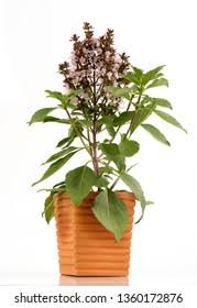 Image result for Pimpinella alismatifolia