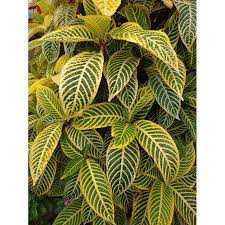 Lihat ide lainnya tentang gambar, daun, gambar tersembunyi. Tanaman Hias Zebra Plant Yellow Aphelandra Minimal Order 2 Pohon Shopee Indonesia