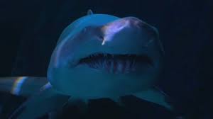 Are there any pictures of sharks that are scary? Scary Ocean Stock Footage Royalty Free Stock Videos Pond5