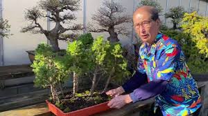 Small trees growing in the wild provide opportunities for bonsai cultivation that cannot be found in nursery stock or carefully raised seedlings. Creating Bonsai From Wild Material Youtube