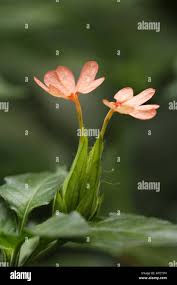 Image result for Crossandra nilotica