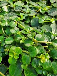 Image result for Pilea bambuseti