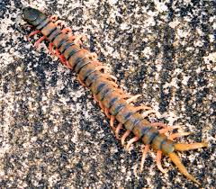 We did not find results for: Probably Hawaiian Centipede In Virginia What S That Bug