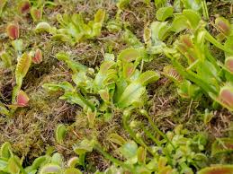Our guide offers 8 tips & more on growing and feeding, happy, healthy venus flytraps. Venus Flytraps In Peril Why Everyone S Favorite Carnivorous Houseplant Is Under Threat Mental Floss