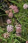 Image result for Asclepias buchwaldii