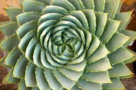 Image result for Aloe plowesii