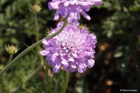 Image result for Odontosoria africana