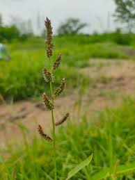 Image result for Echinochloa colona