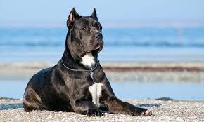 From wikipedia, the free encyclopedia. Cane Corso Dog Breed Bechewy