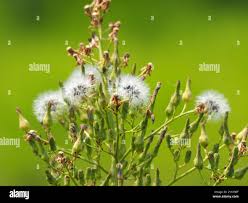 Image result for Lactuca indica