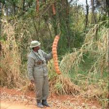 Image result for Otiophora pycnostachys