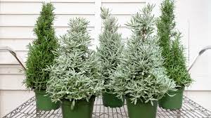 Meet Our Miniature Christmas Trees Mulhall S