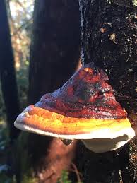 Image result for Cola discoglypremnophylla