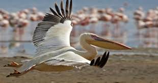 White Bird With Big Mouth 10 Creepy And Funny Looking Birds In The World Pelican Photos Pelican Bird Large Animals