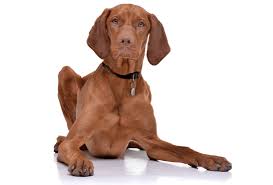 The vizsla's forebears may have included breeds that the magyars collected as they swarmed across europe before settling in hungary over a thousand years ago. Vizsla Puppies For Sale In Washington District Of Columbia Adoptapet Com