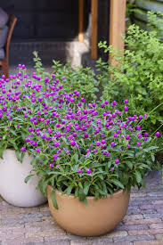 Image result for Gomphrena globosa