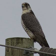 Black And White Spotted Bird Ontario Huge Raptor Spotted In Southern Ontario Identified As Out Of Place Arctic Falcon Ontario Birds Birds Of Prey Beautiful Birds