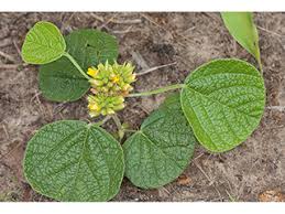 Image result for Rhynchosia