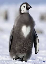 Penguin With Heart Marking In Chest Hayvanlar Hayvan Hayvanlar Alemi