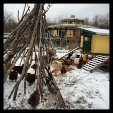 It is bright, airy, and considerably warm in there. Chickens In The Hoop House Finally Polka Dot Hen Produce