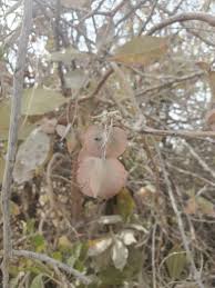 Image result for Combretum collinum