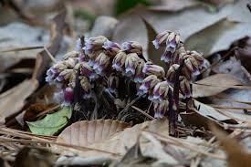 Image result for Mitrasacmopsis