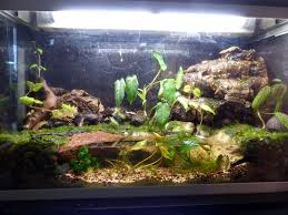 Paludarium 96 Litres Pour Crabes Geosesarma De Patrice B