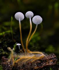 Image result for Strobilurus conigenoides