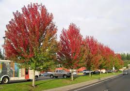 Autumn Blaze Maple Autumn Blaze Maple Landscape Trees Street Trees