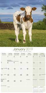 Cows Wall Calendars 2022 Large Selection