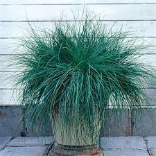 Image result for Festuca