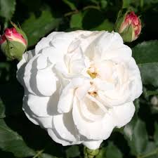 Check spelling or type a new query. R Boule De Neige In Pot