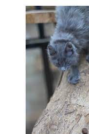Kanu Maine Coon Cattery Home Facebook