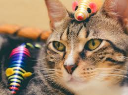 Quieres ver un gato cazando ratones de verdad? Como Hacer Un Raton Para Gatos De Forma Facil