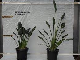 Although it is not as well known as the more popular orange bird of paradise (strelitzia reginae). Strelitzia Reginae 300mm Pot Palm World Nursery
