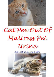 Vet's best herbal flea spray for cats is made with peppermint oil and clove oil extract for a safe and natural approach to killing pet pests. Catspraynomore Male Siamese Cat Spraying How To Stop Cats From Spraying Outside Catpee Citrus Spray For Cat Urine Out Male Cat Spraying Cat Spray Cat Urine