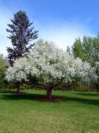 Discover the best crabapple trees to grow in your garden. Siberian Crab Apple For Sale Treetime Ca