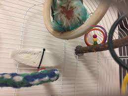 Meine eltern kamen daher, woher auch ihre groβeltern gekommen waren. Wellensittich Juckt Sich Standig Am Po Krankheit