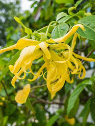 perfume tree ylang ylang cananga odorata can odo ylang ylang fragrant plant smelling flowers